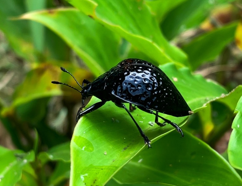 Cuyabeno-Reservat-Käfer-schwarz