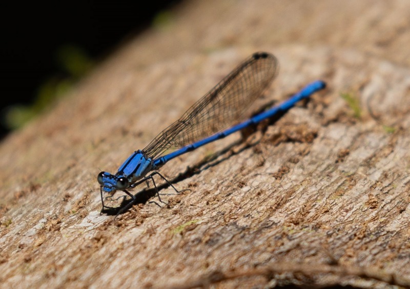 Libelle-blau