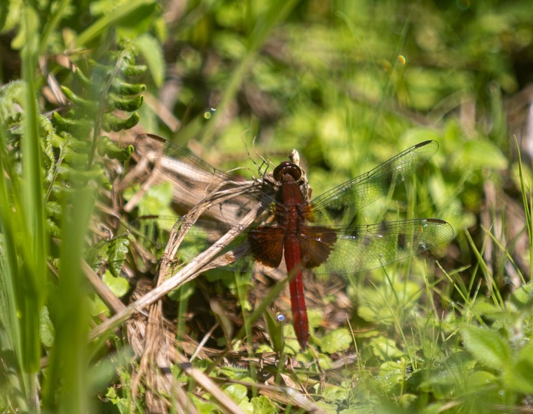 Libelle-rot