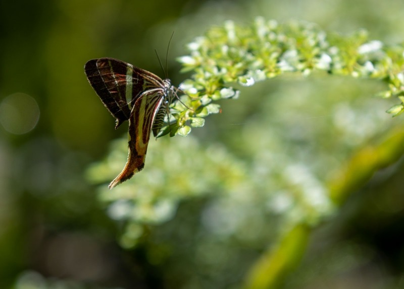 Schmetterling