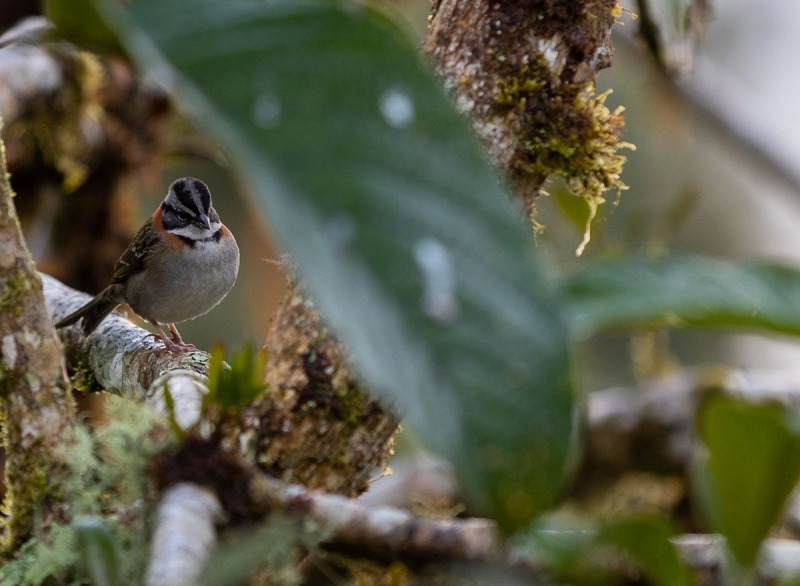 Morgenammer-Zonotrichia-capensis