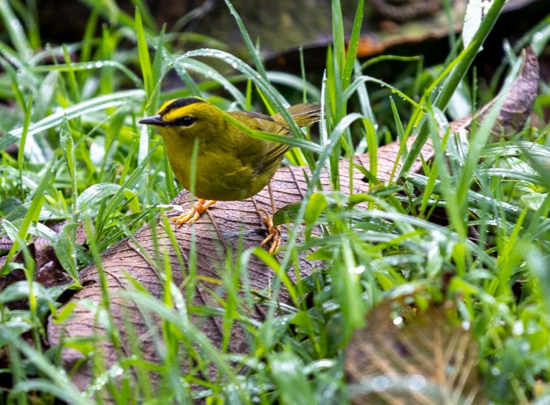 Schwarzscheitel-Waldsänger-Myiothlypis-nigrocristata