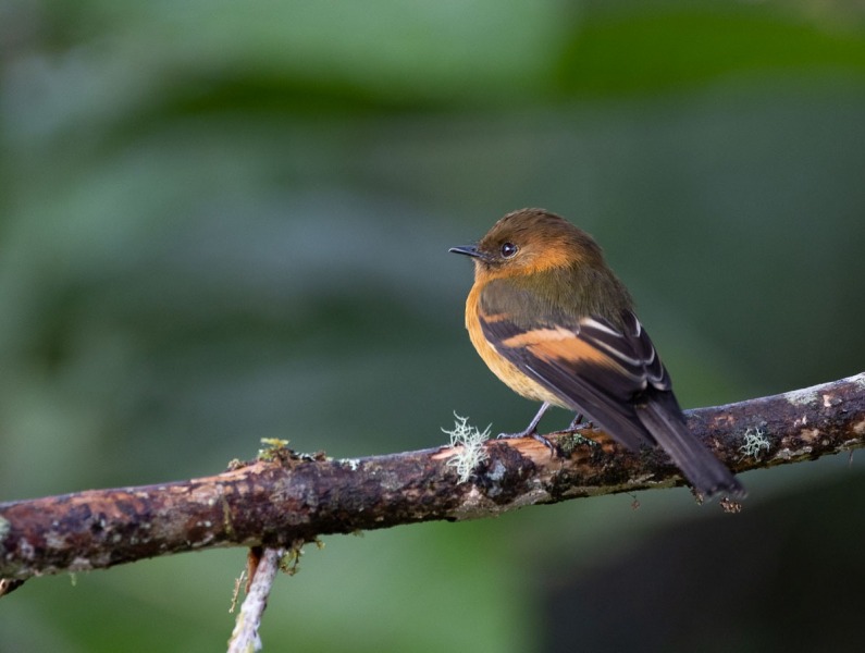 Zimtfliegenfänger-Pyrrhomyias-cinnamomeus