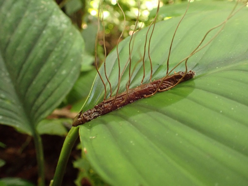 Raupe-mit-Pilz