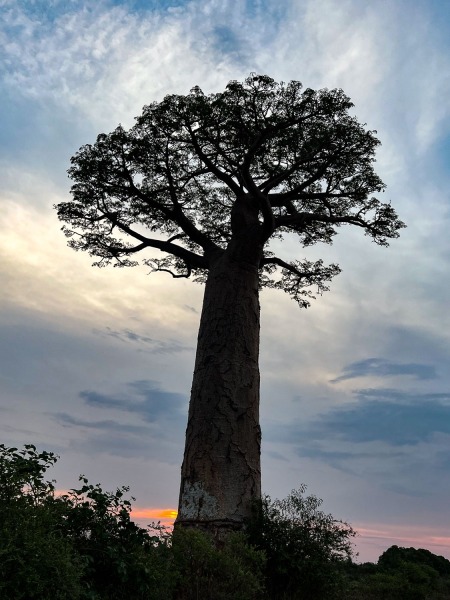 Baobab-2