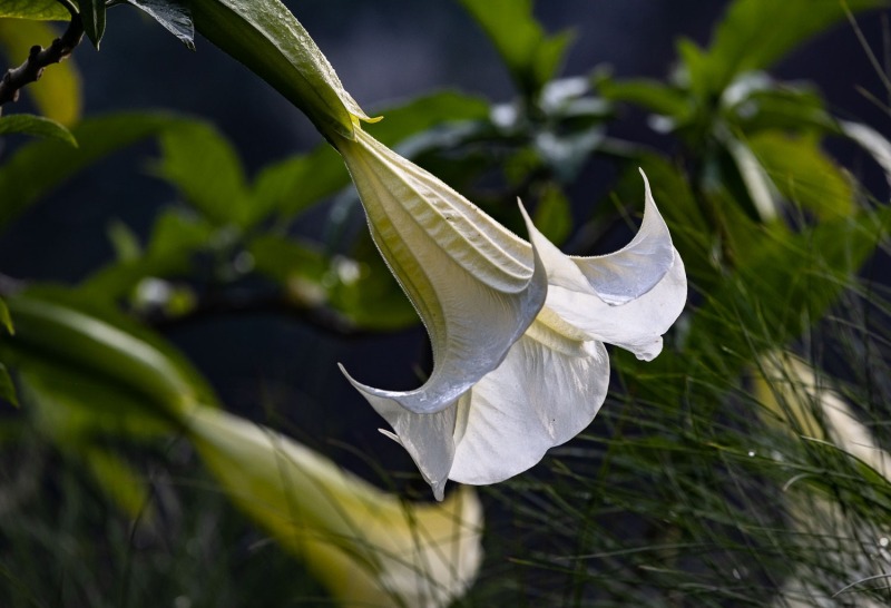 Trompetenblume