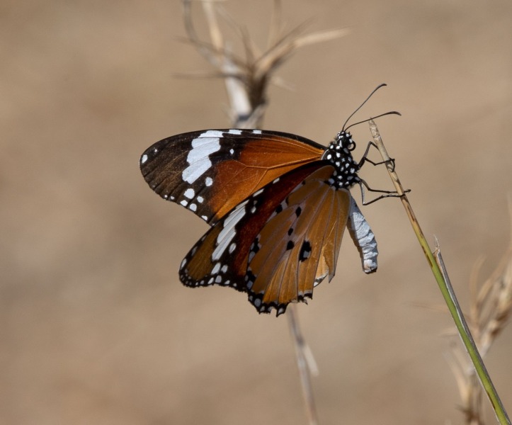 Schmetterling