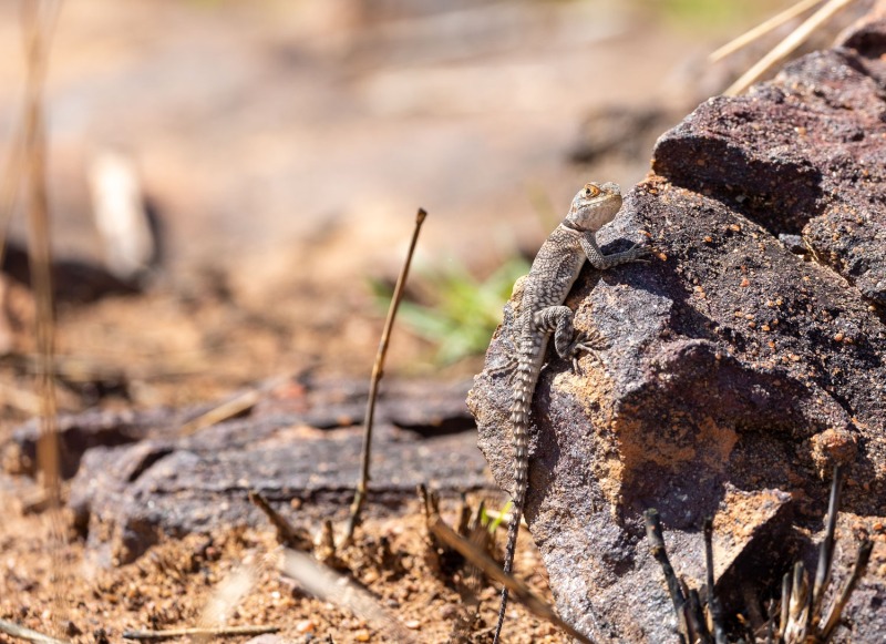 Grosser-Madagaskar-Baumleguan-Oplurus-cuvieri