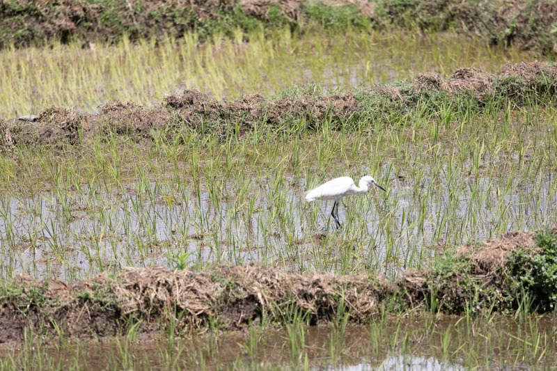 Egretta-garzetta-Seidenreiher