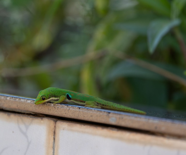 Pfauenaugen-Taggecko-Phelsuma-quadriocellata