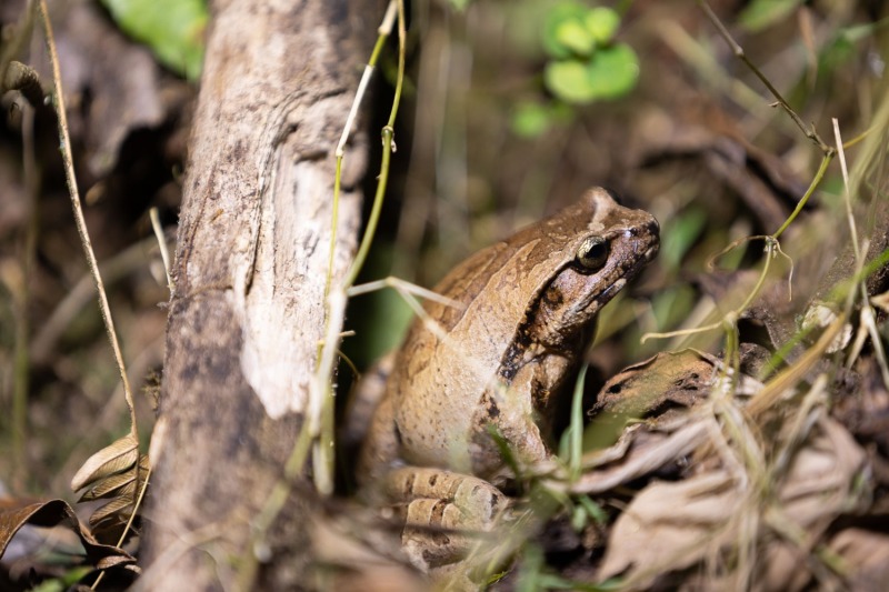 Frosch-unbestimmt