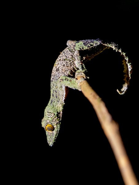 Uroplatus-2