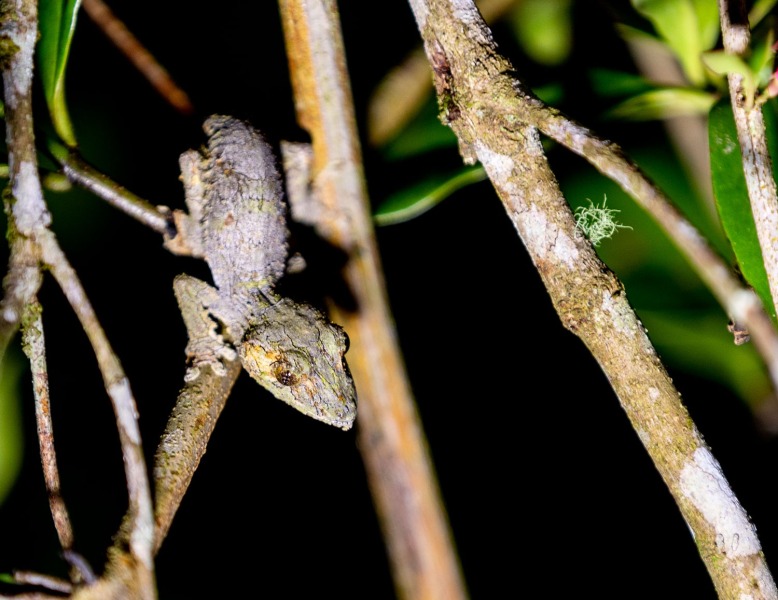 Uroplatus-Ranomafana