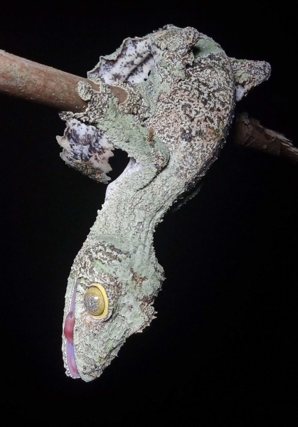 Uroplatus