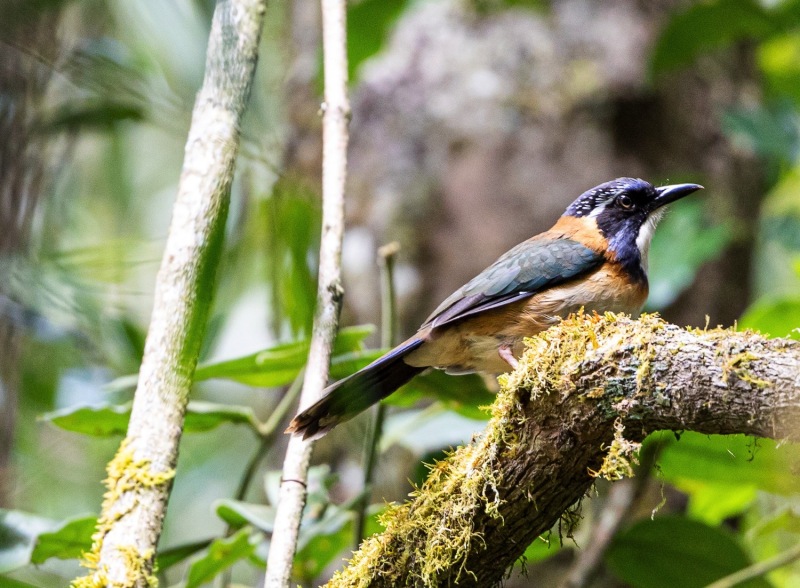 Atelornis-pittoides-Blaukopf-Erdracke