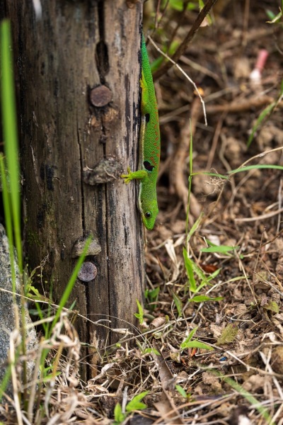 Pfauenaugen-Taggecko-Phelsuma-quadriocellata