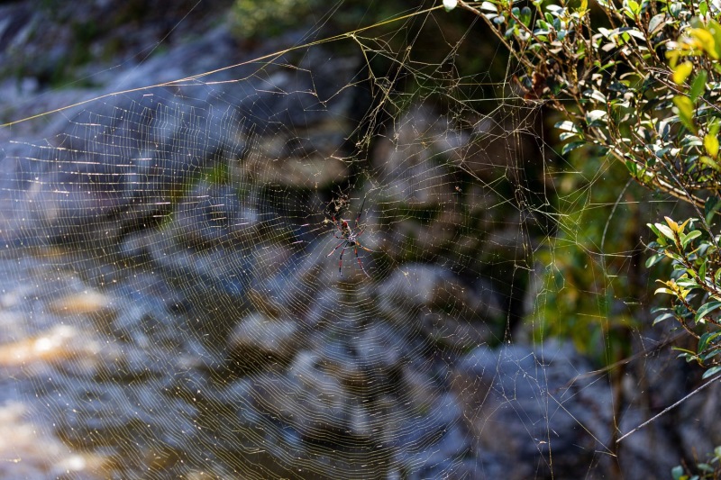 Nephila-madagascariensis-2