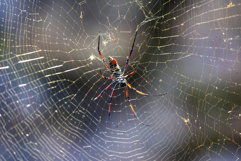 Nephila-madagascariensis