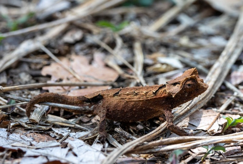 Brookesia-brygooi-Erdchamäleon