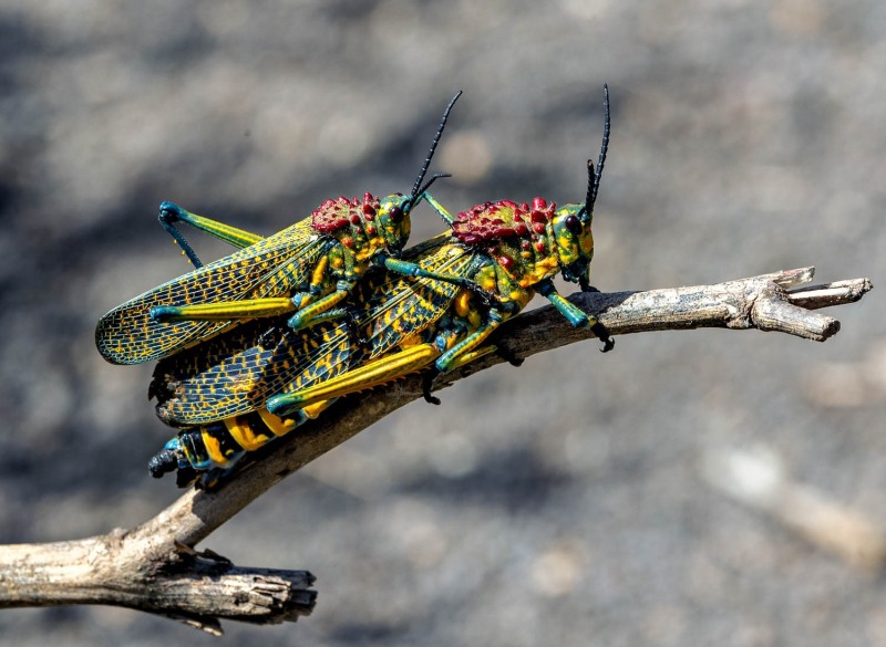 Phymateus-saxosus-Regenbogen-Heuschrecke