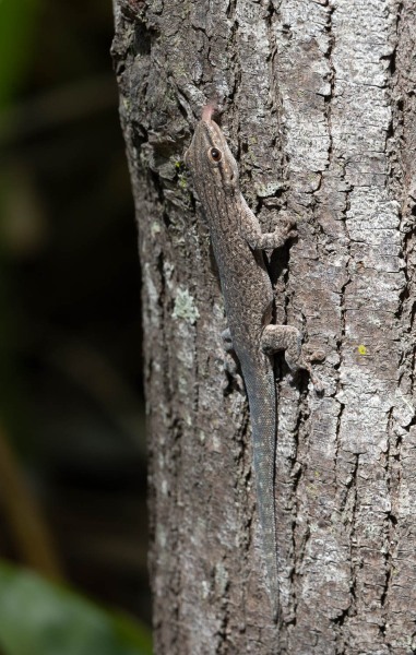 Gecko-Lygodactylus-capensis