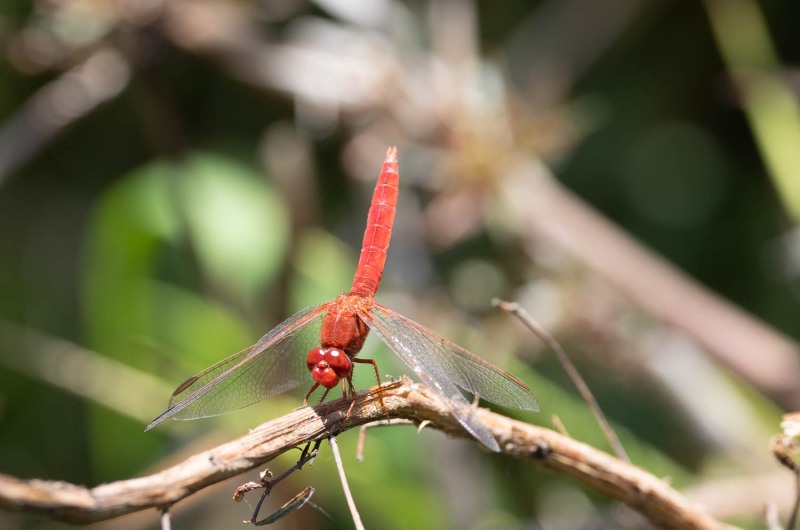 Libelle-rot