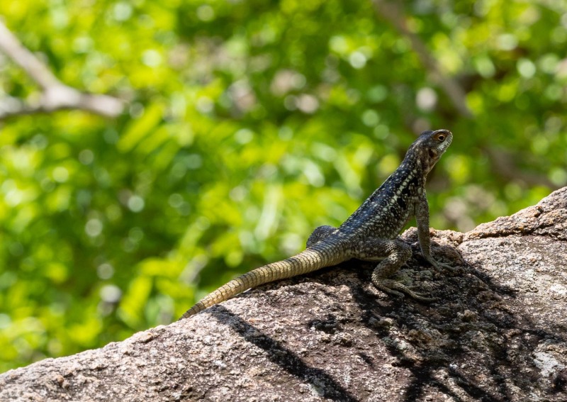 Oplurus-quadrimaculatus-2