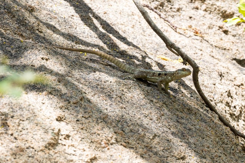 Oplurus-quadrimaculatus