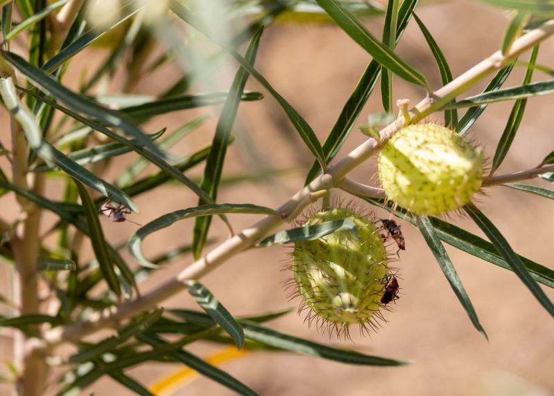 Pflanze-mit-Insekten