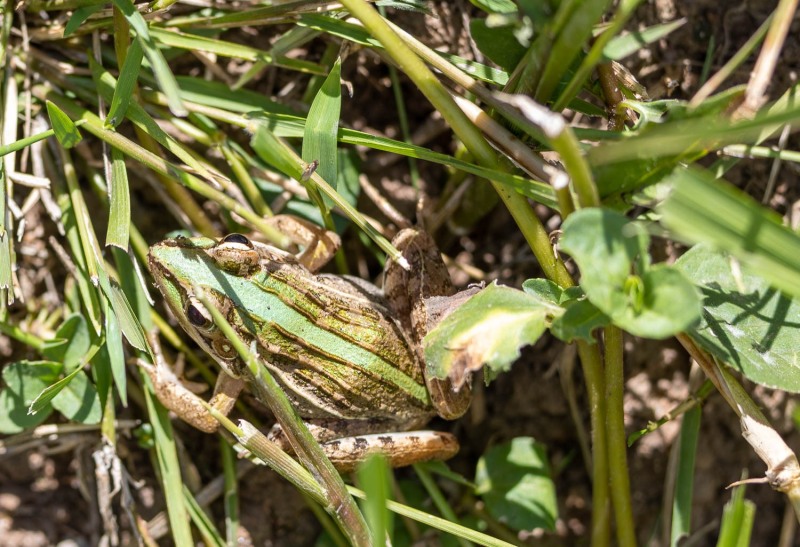 Ptychadena-mascareniensis-Frosch