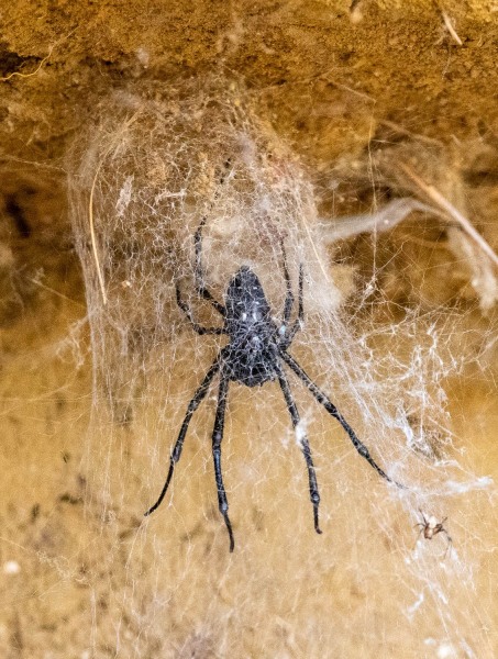 Spinne-im-Fangnetz