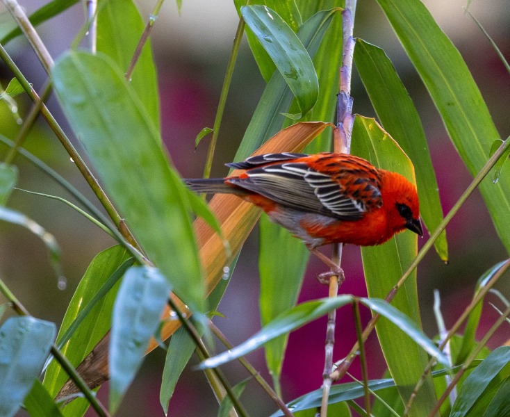 Foudia-madagascariensis-Madagaskarweber-7