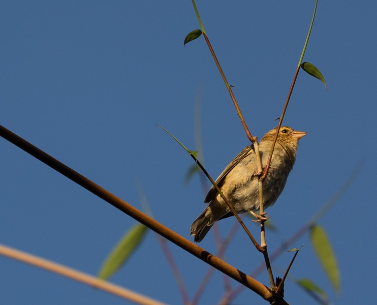 Foudia-madagascariensis-Madagaskarweber-Weibchen