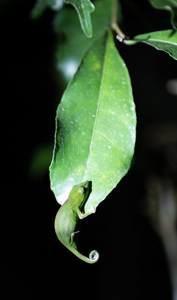 Chamaeleon-am-Blatt