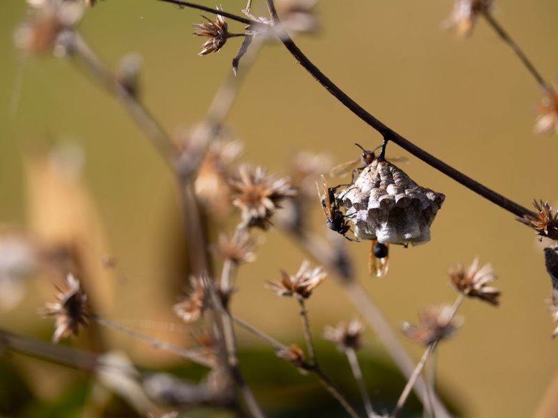 Fliegen