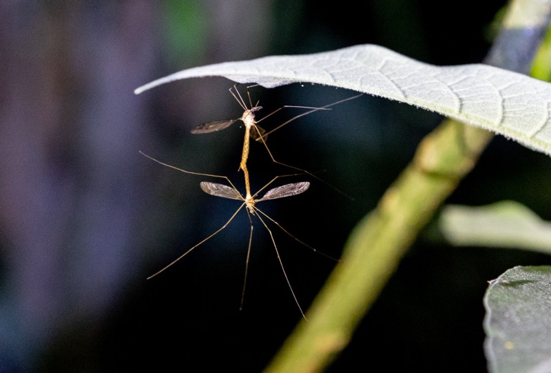 Insekten