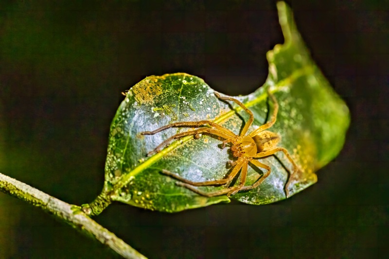 Goldene-Spinne