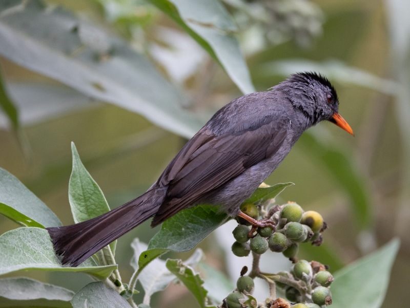 Hypsipetes-madagascariensis-Madagaskar-Rotschnabelbuelbuel