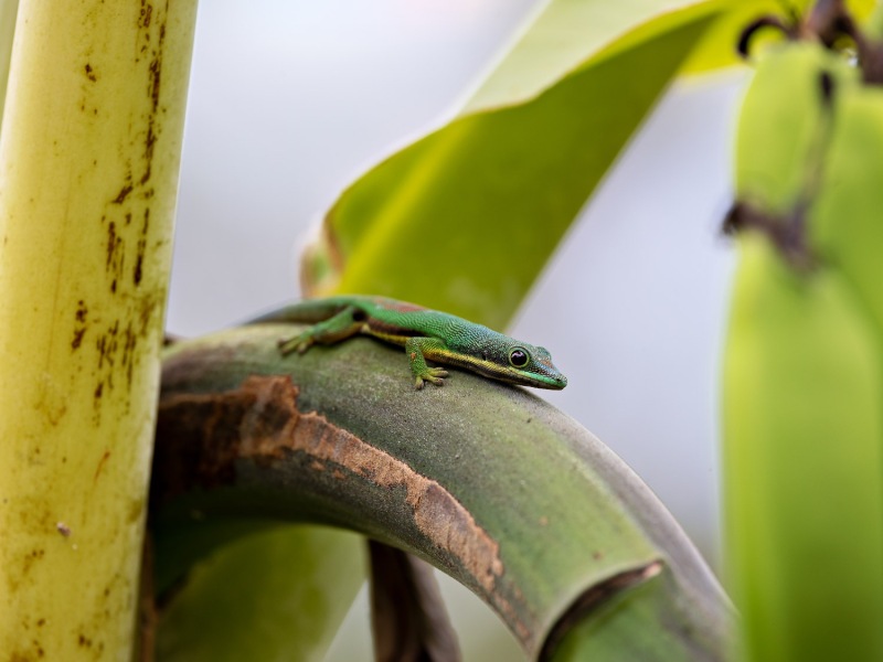 Vohimana-Phelsuma-lineata-2