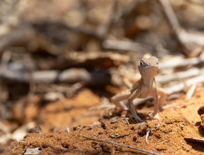 Chalaradon-madagascariensis-Dreiaugen-Leguan-2