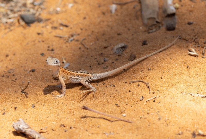 Chalaradon-madagascariensis-Dreiaugen-Leguan