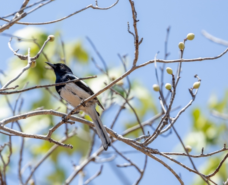 Copsychus-albospecularis-Madagaskardajal-2