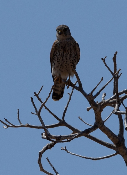 Falco-newtoni-Madagaskarfalke