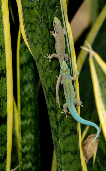 Glattbaeuchiger-Taggecko-Phelsuma-modesta-leiogaster-2