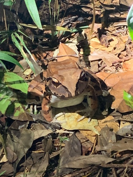 Nachtwanderung-Frosch