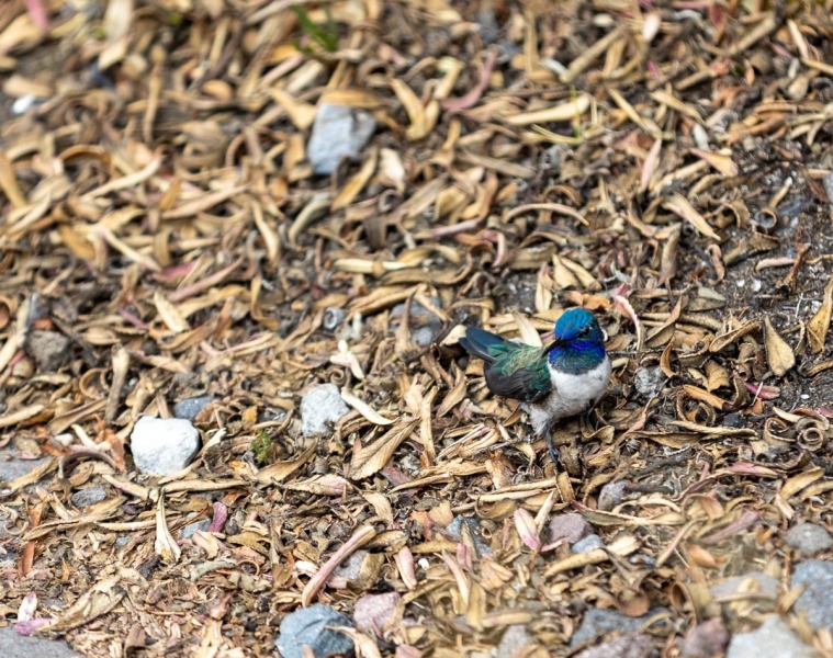 Cotopaxi-Andenkolibri-Männchen