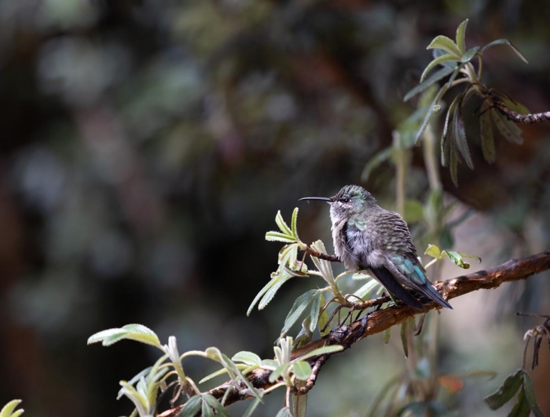 Cotopaxi-Andenkolibri-Weibchen