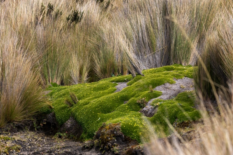 Antisana Landschaft