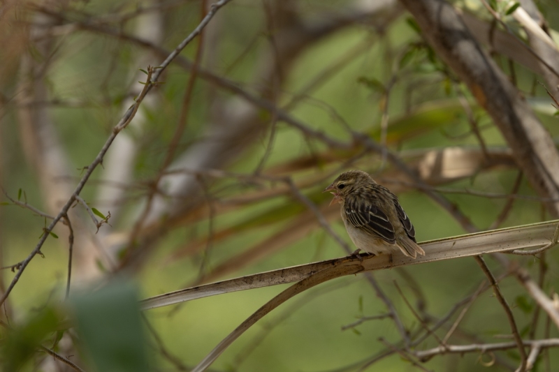 Foudia-madagascariensis-Madagaskarweber-Jungvogel-2