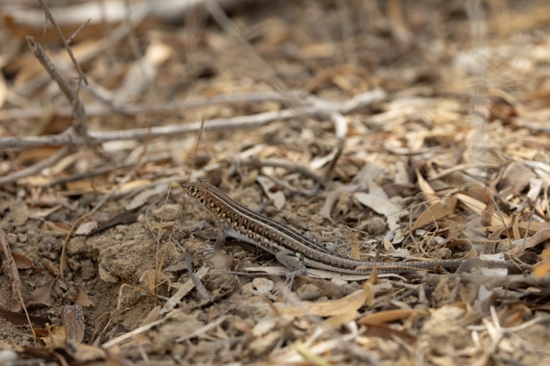 Mabuya-perrotetii-Madagskar-Skink